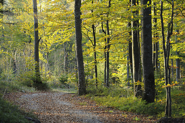 europäisch  Landschaft  Wald  früh  Herbst  Buche  Buchen  Bayern  Deutschland