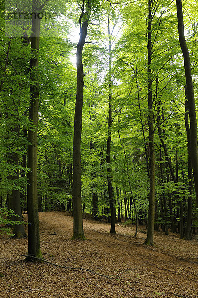 europäisch  Sommer  Landschaft  Wald  früh  Buche  Buchen  Bayern  Deutschland