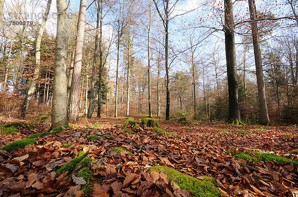 Landschaft  Wald  mischen  Herbst  Bayern  Deutschland  Mixed