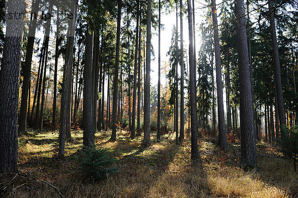Landschaft  Wald  mischen  Herbst  Bayern  Deutschland  Mixed