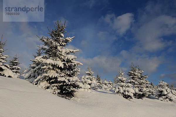 Fichte  Tanne  Winter  Tag  Landschaft  Schnee  Norwegen  Bayern  Deutschland  Oberpfalz