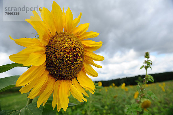 Sonnenblume  helianthus annuus  Blüte  Bayern  Deutschland