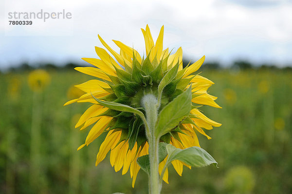 Sonnenblume  helianthus annuus  Blüte  Bayern  Deutschland