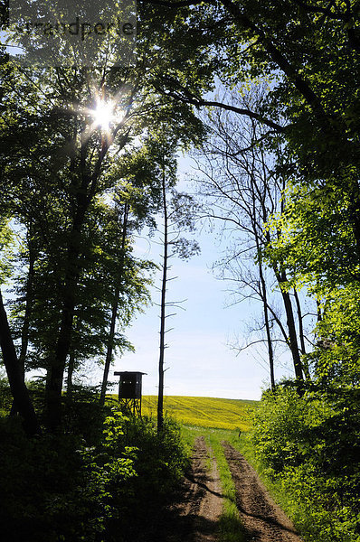 Sommer  folgen  Landschaft  Wald  Feld  Wiese  Information  Bayern  Franken