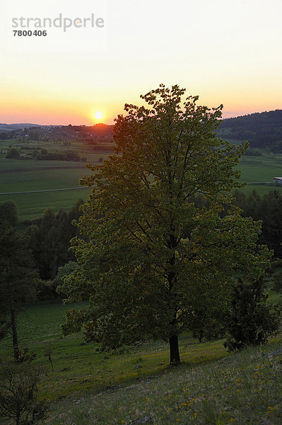 Linde  hoch  oben  nahe  Sommer  Sonnenuntergang  Baum  Limette  Silber  Bayern  Deutschland  Oberpfalz