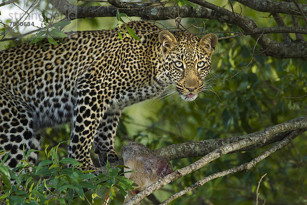 Raubkatze  Leopard  Panthera pardus  Baum  Masai Mara National Reserve  Kenia  Beutetier  Beute