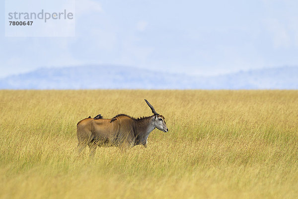 Elenantilope  Taurotragus oryx  Masai Mara National Reserve  Kenia  Savannah