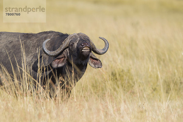 zeigen  antworten  Büffel  Flehmen  Masai Mara National Reserve  Afrika  Kenia