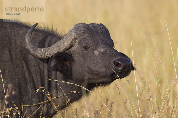 Büffel  Masai Mara National Reserve  Afrika  Kenia
