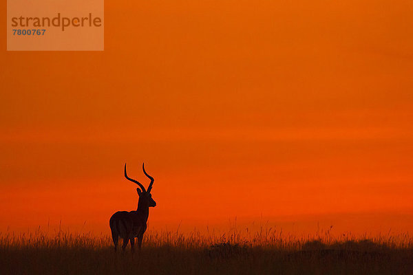 Impala  Aepyceros melampus  Silhouette  Sonnenaufgang  Masai Mara National Reserve  Afrika  Kenia