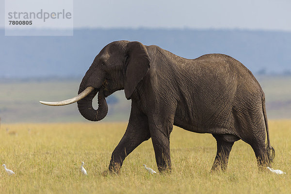 Bulle  Stier  Stiere  Bullen  Strauch  Elefant  Masai Mara National Reserve  Afrika  Kenia