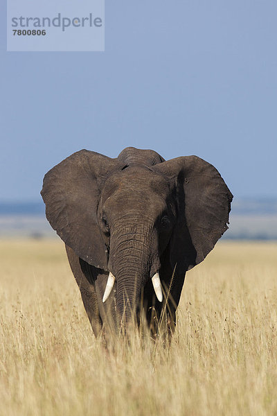 Elefant  Masai Mara National Reserve  Afrika  Kenia