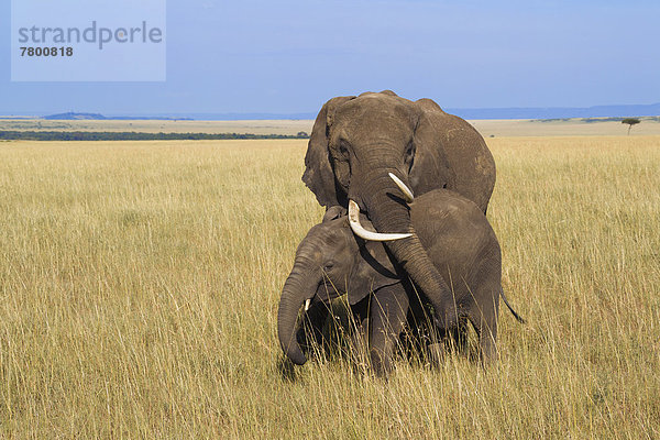 Strauch  Elefant  Masai Mara National Reserve  Mutter - Mensch  Afrika  Kalb  Kenia