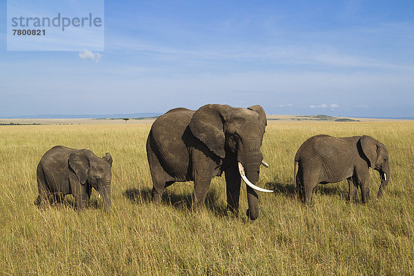 Strauch  Elefant  Kalb  Masai Mara National Reserve  Mutter - Mensch  Afrika  Kenia