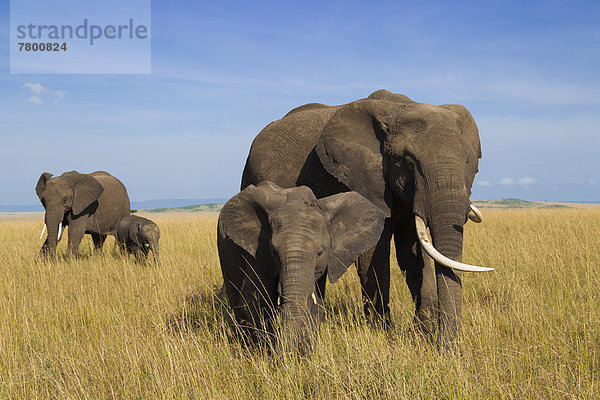 Strauch  Elefant  Kalb  Masai Mara National Reserve  Afrika  Kenia