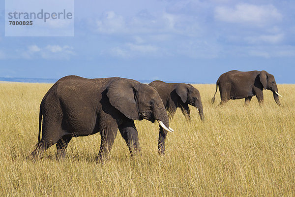Elefant  Masai Mara National Reserve  Afrika  Kenia