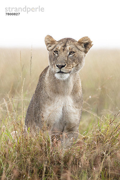 Raubkatze  Regen  Masai Mara National Reserve  Afrika  Kenia  Löwe - Sternzeichen  Löwin