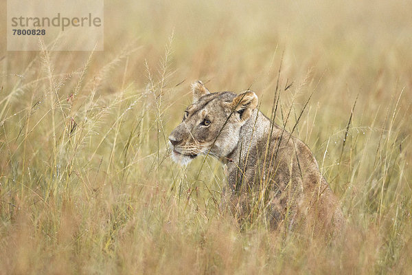 Raubkatze  Regen  Masai Mara National Reserve  Afrika  Kenia  Löwe - Sternzeichen  Löwin