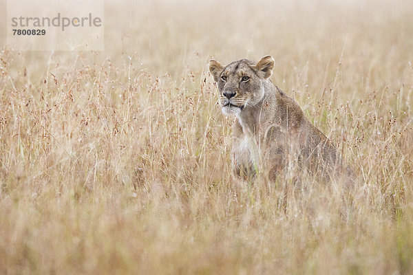 Raubkatze  Regen  Masai Mara National Reserve  Afrika  Kenia  Löwe - Sternzeichen  Löwin