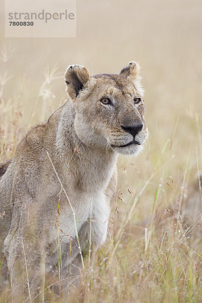 Raubkatze  Regen  Masai Mara National Reserve  Afrika  Kenia  Löwe - Sternzeichen  Löwin