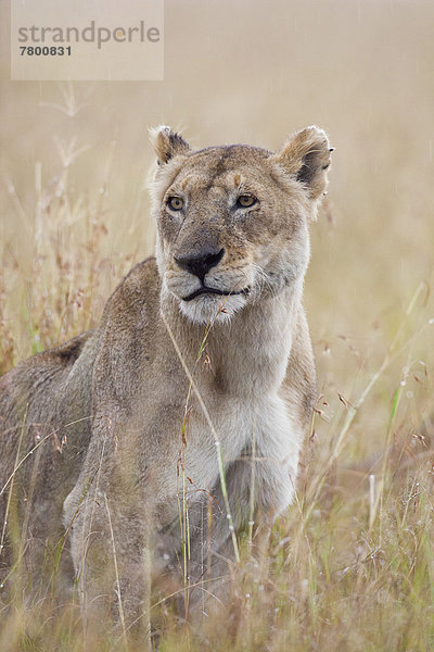 Raubkatze  Regen  Masai Mara National Reserve  Afrika  Kenia  Löwe - Sternzeichen  Löwin