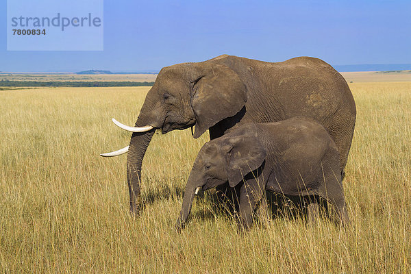Strauch  Elefant  Masai Mara National Reserve  Mutter - Mensch  Afrika  Kalb  Kenia