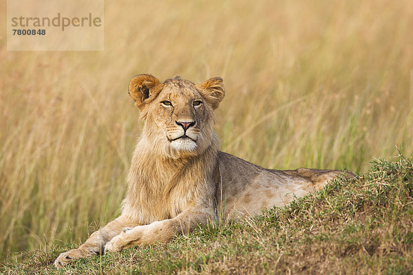 Masai Mara National Reserve  Kenia