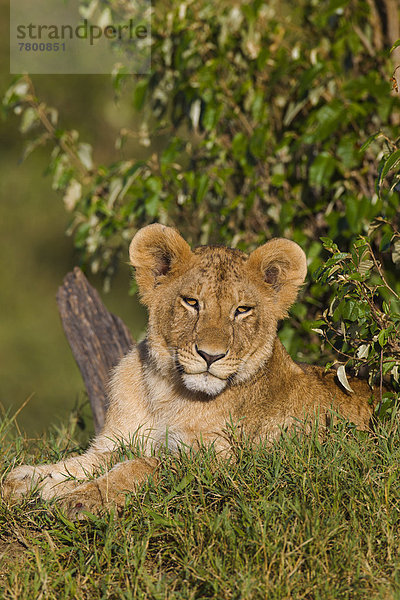 Masai Mara National Reserve  Kenia