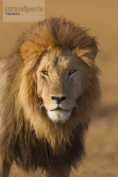 Raubkatze  Löwe  Panthera leo  Portrait  groß  großes  großer  große  großen  Masai Mara National Reserve  Kenia  Löwe - Sternzeichen
