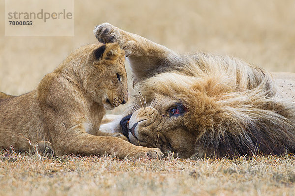 Raubkatze  Löwe  Panthera leo  Masai Mara National Reserve  junges Raubtier  junge Raubtiere  Kenia  Löwe - Sternzeichen