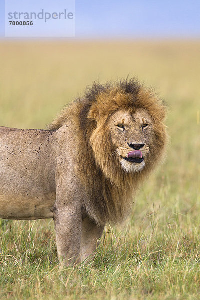 Raubkatze  Löwe  Panthera leo  Portrait  groß  großes  großer  große  großen  Masai Mara National Reserve  Kenia  Löwe - Sternzeichen