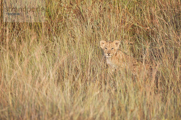 Raubkatze  Löwe  Panthera leo  verstecken  groß  großes  großer  große  großen  Gras  Masai Mara National Reserve  Afrika  junges Raubtier  junge Raubtiere  Kenia  Löwe - Sternzeichen