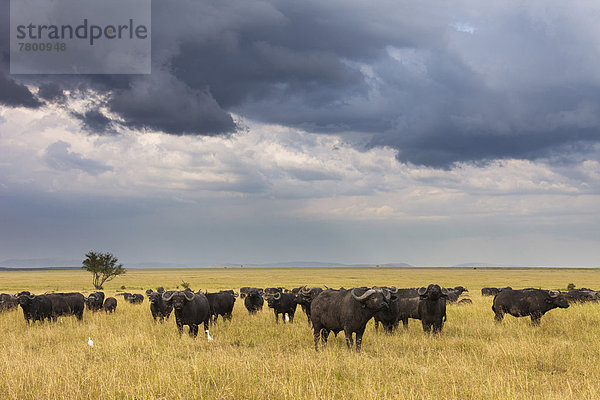 Herde  Herdentier  Büffel  Masai Mara National Reserve  Afrika  Kenia