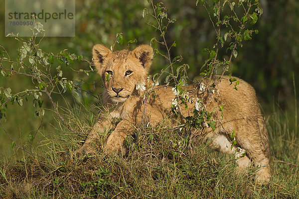 Masai Mara National Reserve  Afrika  Kenia