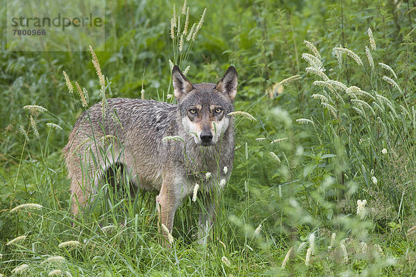 Wolf  Canis lupus  europäisch  Reservat  Deutschland