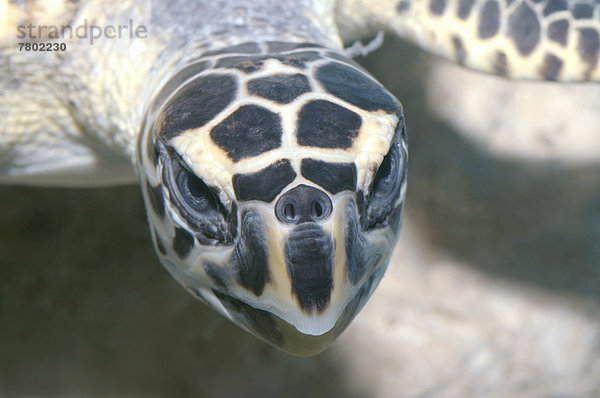 Wasserschildkröte Schildkröte Echte Karettschildkröte Karettschildkröten Eretmochelys imbricata