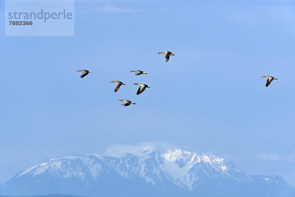 Fliegende Graugänse (Anser anser) vor Schneeberg