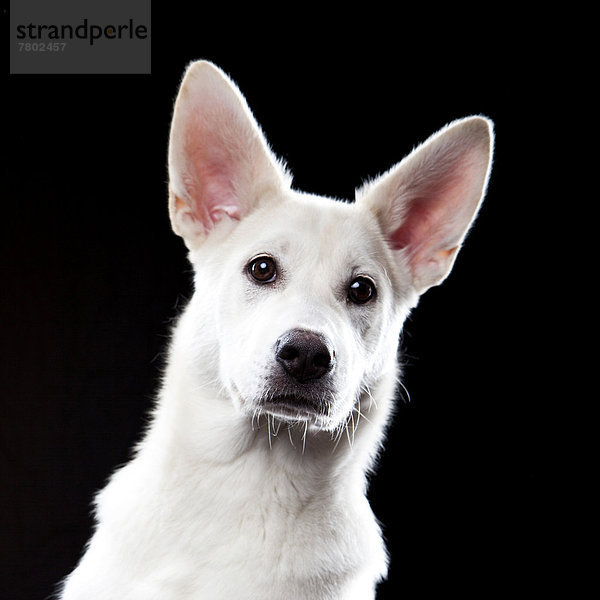 Mischlingshund  Portrait