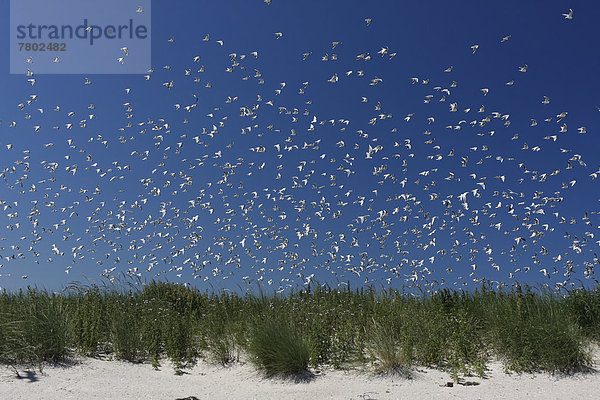 Schwarm Lachmöwen (Chroicocephalus ridibundus  früher Larus ridibundus) im Flug