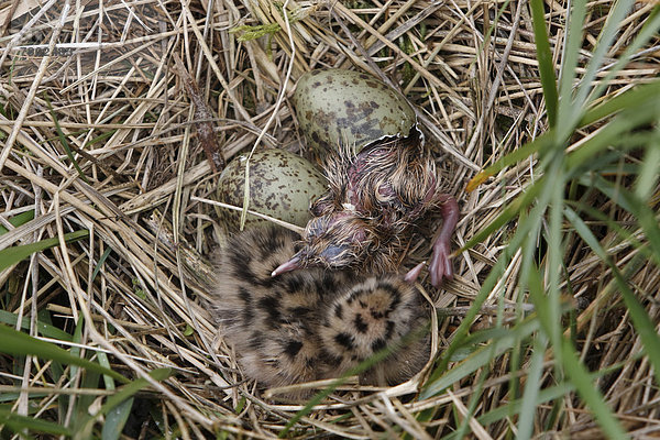Lachmöwe (Chroicocephalus ridibundus  früher Larus ridibundus)  Küken im Nest