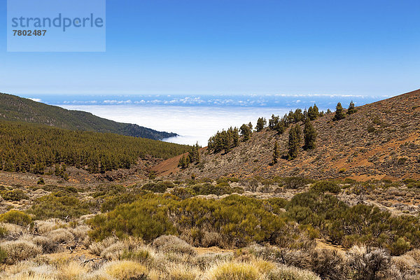 Landschaft mit typischer Vegetation im Parque Nacional de las Cañadas del Teide  Nationalpark Teide  UNESCO Weltnaturerbe  mit Aussicht auf den Atlantik