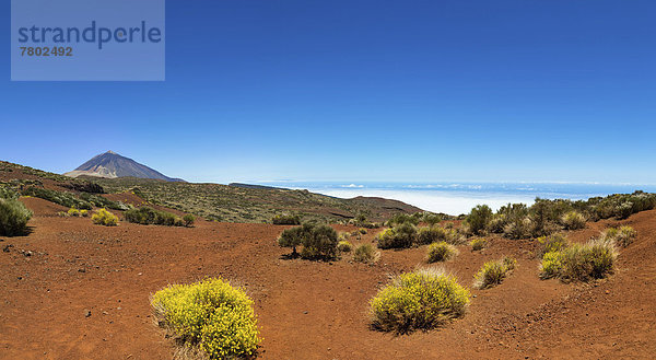 Landschaft mit typischer Vegetation im Parque Nacional de las Cañadas del Teide  Nationalpark Teide  UNESCO Weltnaturerbe  hinten Vulkan Teide