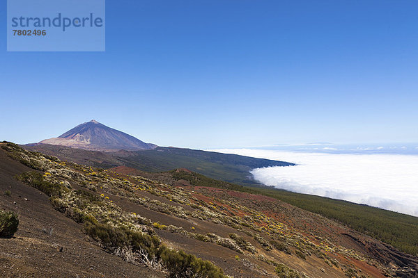 Landschaft mit typischer Vegetation im Parque Nacional de las Cañadas del Teide  Nationalpark Teide  UNESCO Weltnaturerbe  mit Aussicht auf den Atlantik