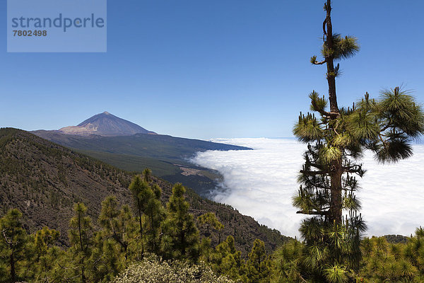 Landschaft mit typischer Vegetation im Parque Nacional de las Cañadas del Teide  Nationalpark Teide  UNESCO Weltnaturerbe  hinten Vulkan Teide