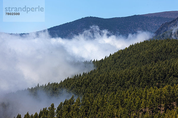 Wolkenverhangener Wald im Parque Nacional de las Cañadas del Teide  Nationalpark Teide  UNESCO Weltnaturerbe