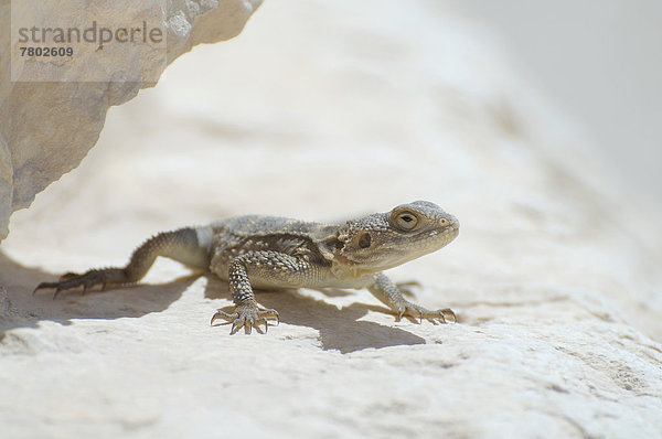 Ägyptischer Dornschwanz (Uromastyx aegyptia)