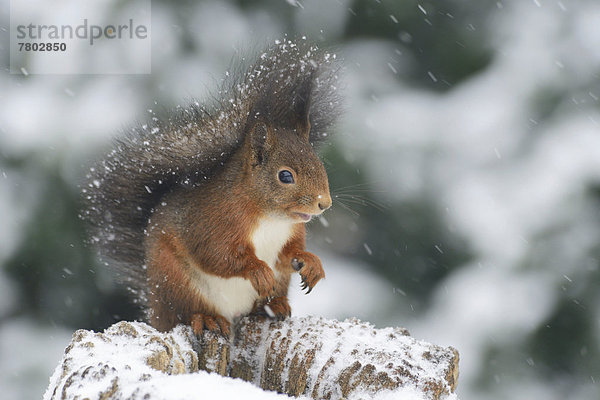 Eichhörnchen (Sciurus vulgaris)  sitzt im Schneetreiben auf Baumstumpf