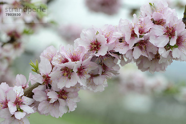 Blüten des Mandelbaums (Prunus dulcis)