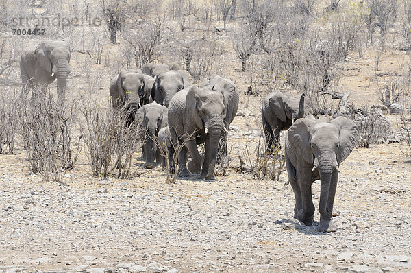 Elefantenherde  Afrikanische Elefanten (Loxodonta africana) rennen zum Moringa-Wasserloch