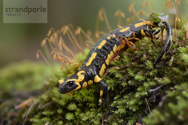 Feuersalamander (Salamandra salamandra)  ausgewachsen  auf Moos